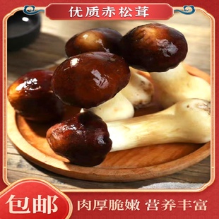 贵州特产仡蓁新鲜姬松茸菌菇赤松茸大球盖菇产地直发红蘑菇1000克