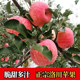 正宗陕西洛川红富士苹果新鲜当季 水果整箱10斤 非冰糖心一级脆 包邮