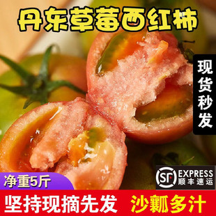 丹东铁皮西红柿生吃草莓柿子新鲜自然熟沙瓤多汁小番茄大顺丰 包邮