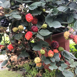 树莓果树盆栽爬藤山莓桑树苗庭院阳台多年生耐热耐寒当年结果黑莓