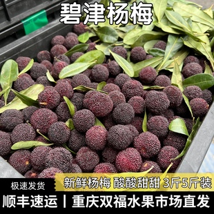 新鲜碧津杨梅3斤5斤装 酸酸甜甜 重庆双福水果同城 不是浙江杨梅
