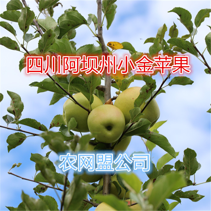 甜 原生态带皮啃 24个内 黄苹果 四川阿坝州小金县发 小金苹果