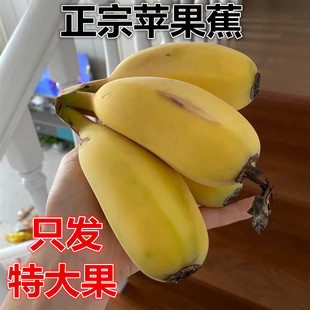整箱水果粉蕉小米芭蕉香焦 香蕉新鲜5斤自然熟当季 正宗苹果蕉大果
