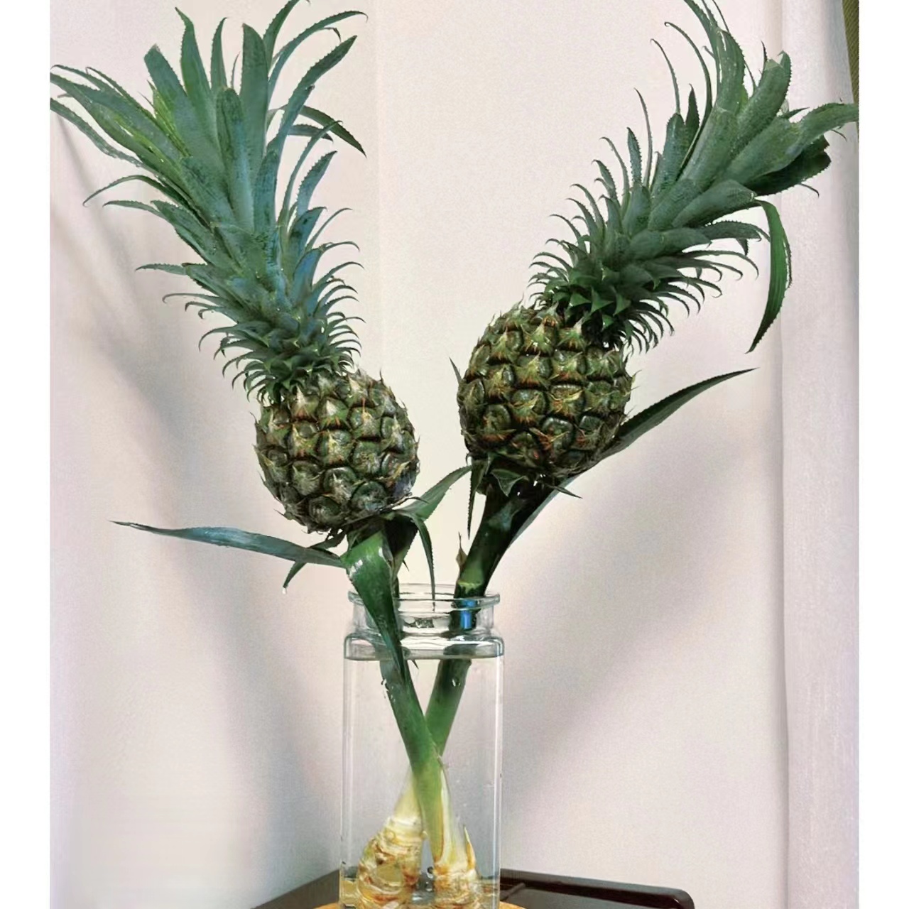 带杆水培绿色小菠萝黑凤梨可食用长花期创意水养植物云南直发