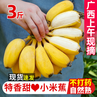 2023广西香蕉新鲜小米蕉水果 包邮 整箱 小香芭蕉苹果蕉自然熟当季