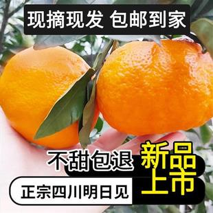 四川明日见无核纯甜化渣柑橘当季 新鲜橘子阿斯蜜农产品顺丰 包邮