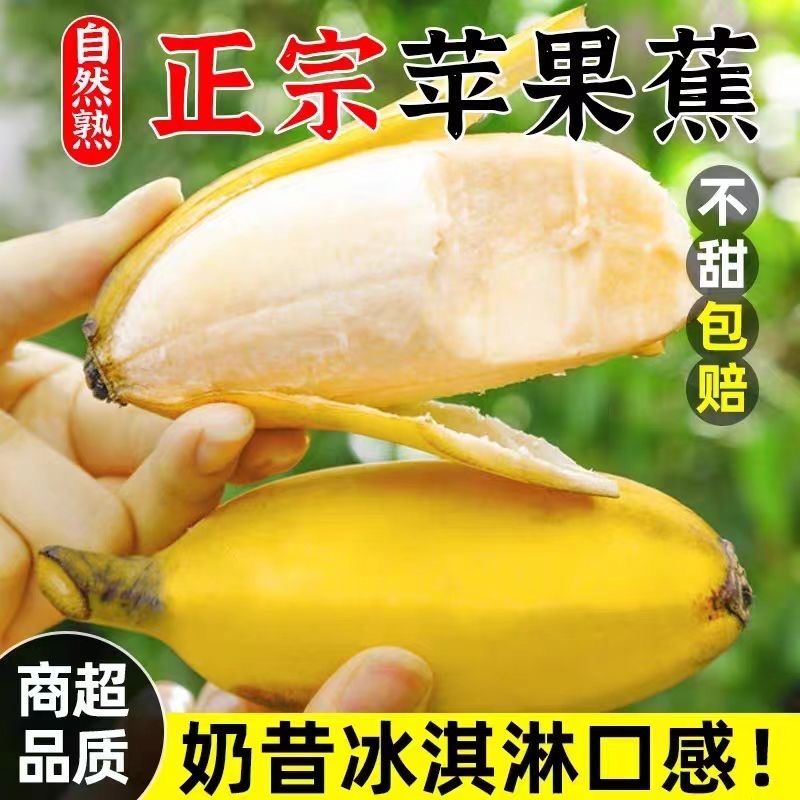 新鲜水果现摘9斤整箱自然熟孕妇香蕉粉蕉 广西苹果蕉当季