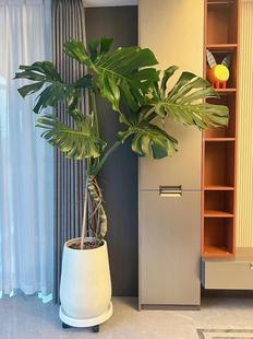 龟背竹大盆栽大叶开背植物室内客厅老桩吸甲醛净化空气真绿植