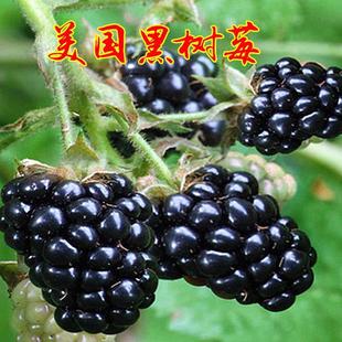 嫁接水果美国黑树莓苗黑莓树苗当年结果智利黑莓红树莓 热卖
