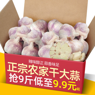 9斤大蒜头种子种籽批发新鲜蔬菜紫皮蒜 2024新晒河南新干蒜3
