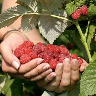 黄树莓黑莓哈瑞太兹金秋浆果先生多品种家庭水果苗 红树莓 树莓苗