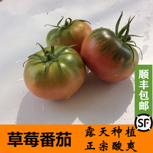 福建草莓番茄铁皮柿子西红柿新鲜当季 包邮 5斤顺丰 水果露天种植3