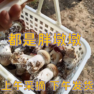 新鲜赤松茸松茸菌菇姬松茸大球盖菇红松茸非野生火锅炖汤特级食材