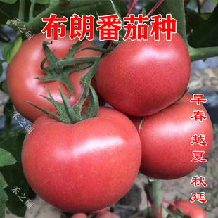 高产粉红大果不裂果耐热抗病毒西红柿种 布朗番茄种子番茄苗子