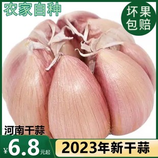 河南农家干大蒜5斤大蒜头干蒜新鲜大蒜紫皮种子新干蒜9斤1斤蔬菜