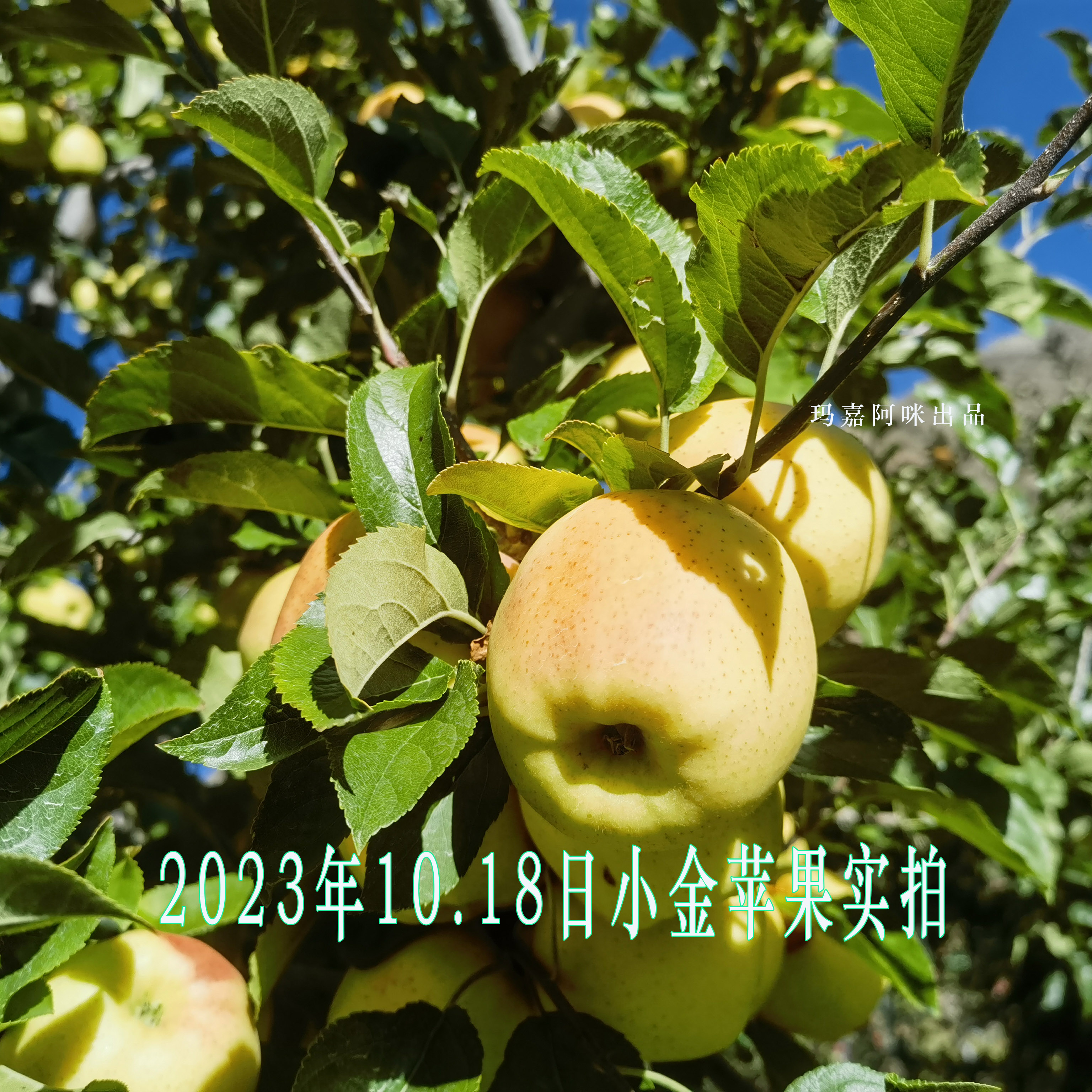 包邮 四川阿坝州青苹果高原小金苹果脆甜多汁现摘现发时令水果10斤