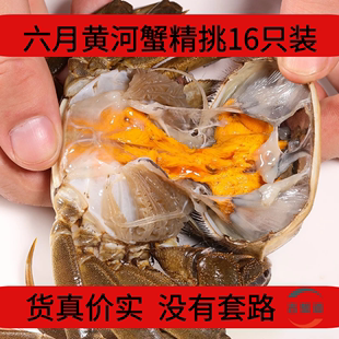 包邮 盘锦大号六月黄河蟹单只重1.8两至2两生鲜螃蟹鲜活大闸蟹顺丰
