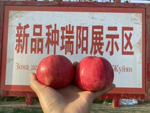 正宗新疆瑞阳苹果酥脆多汁 果肉细腻 比红富士好吃 水分十足